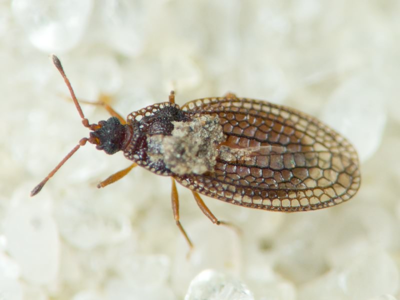 Campylosteira verna (Fallen, 1826)
